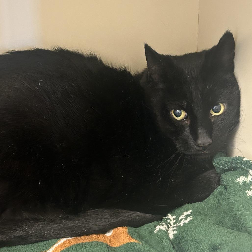 Paul, a Adoptable Domestic Short Hair in Cody, WY image 3/3