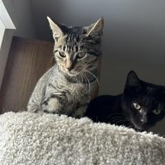 Enlarge Ellie, a Adoptable Tabby in Clawson, MI image 2/3