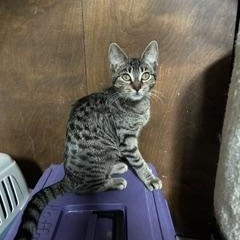 Enlarge Ellie, a Adoptable Tabby in Clawson, MI image 3/3