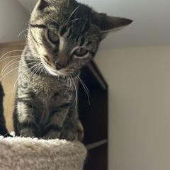 Ellie, Adoptable, Kitten Female Tabby.
