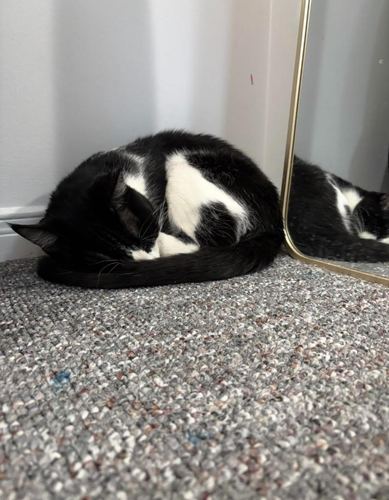 Enlarge Oswald, a Adoptable Domestic Short Hair in Arthur, ON image 1/6