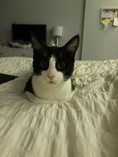 Enlarge Oswald, a Adoptable Domestic Short Hair in Arthur, ON image 3/6