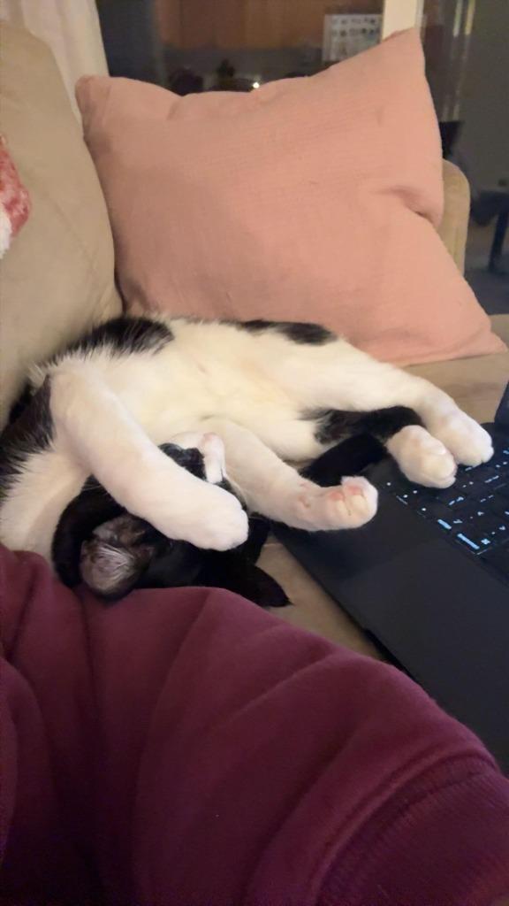 Enlarge Oswald, a Adoptable Domestic Short Hair in Arthur, ON image 4/6