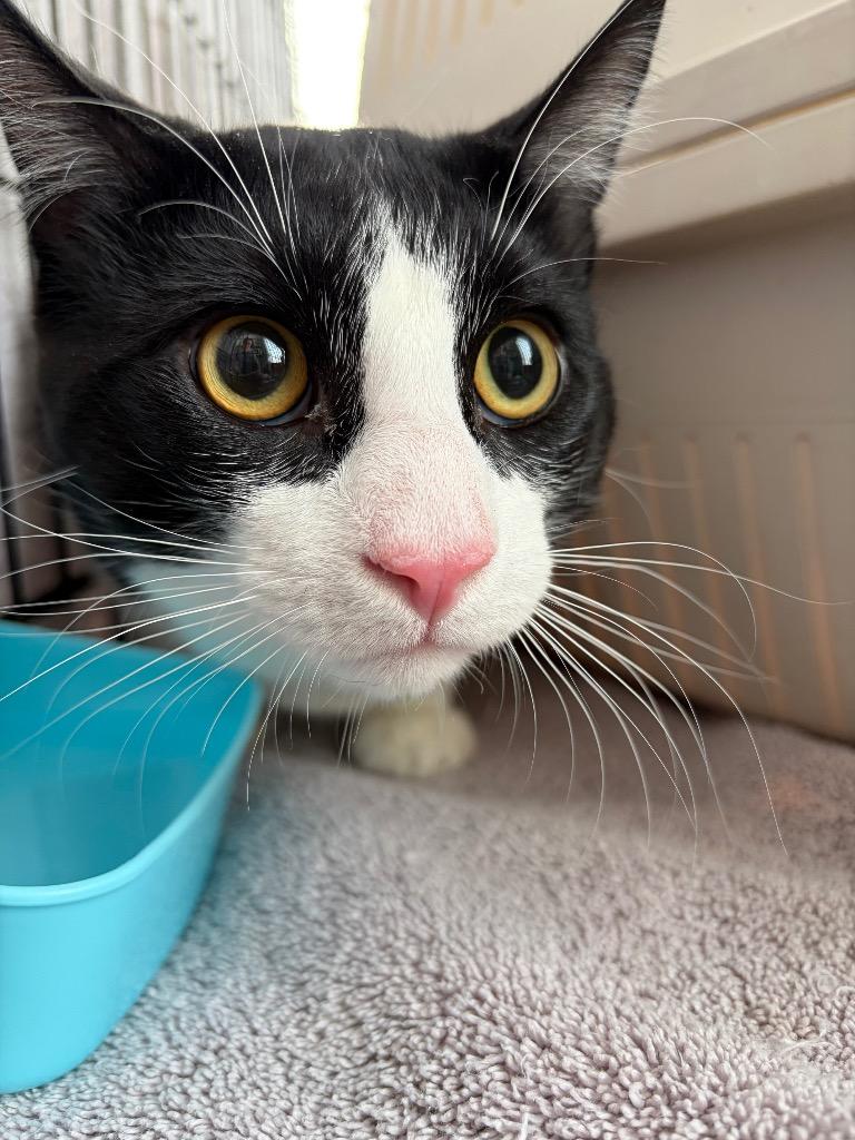 Enlarge Oswald, a Adoptable Domestic Short Hair in Arthur, ON image 6/6