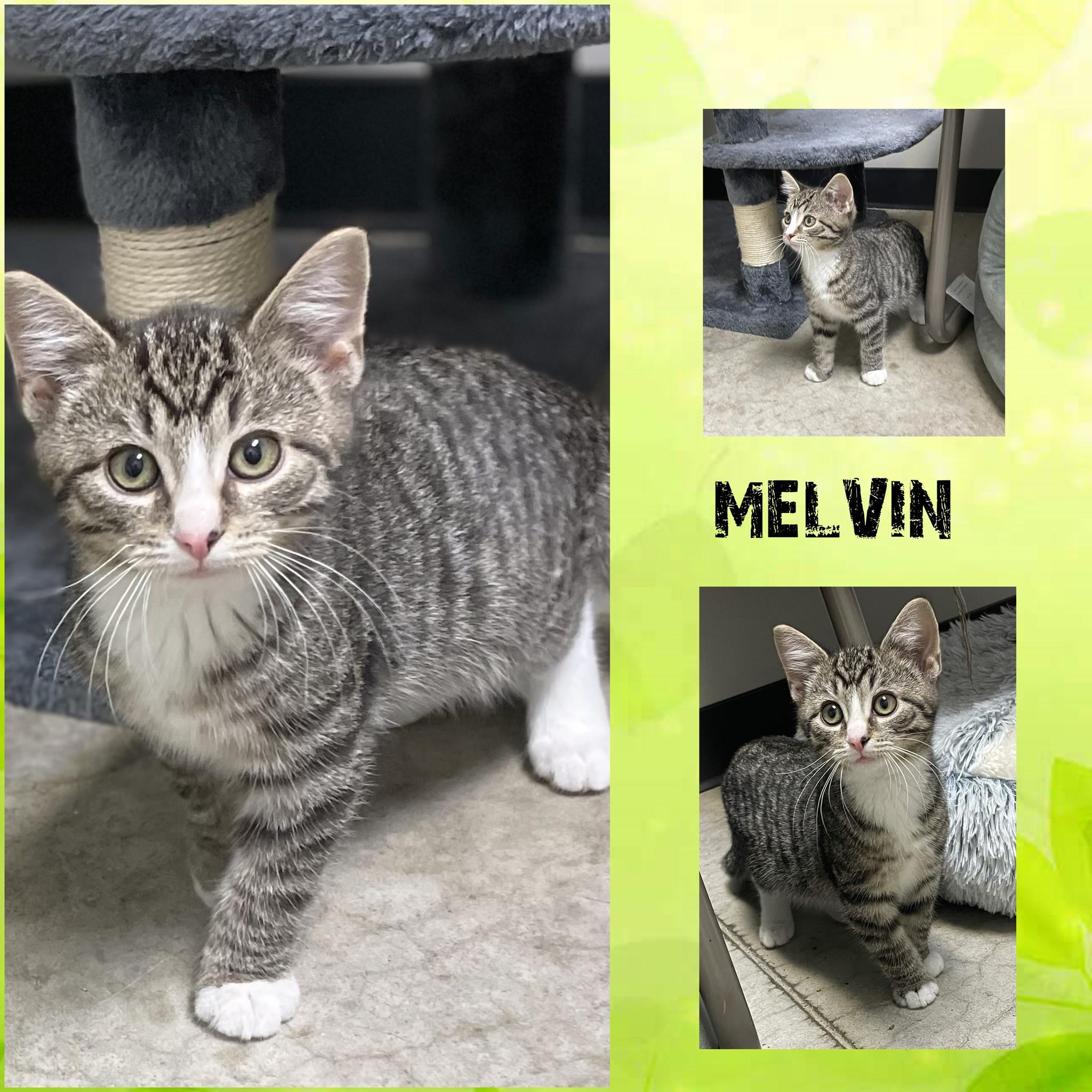 Melvin