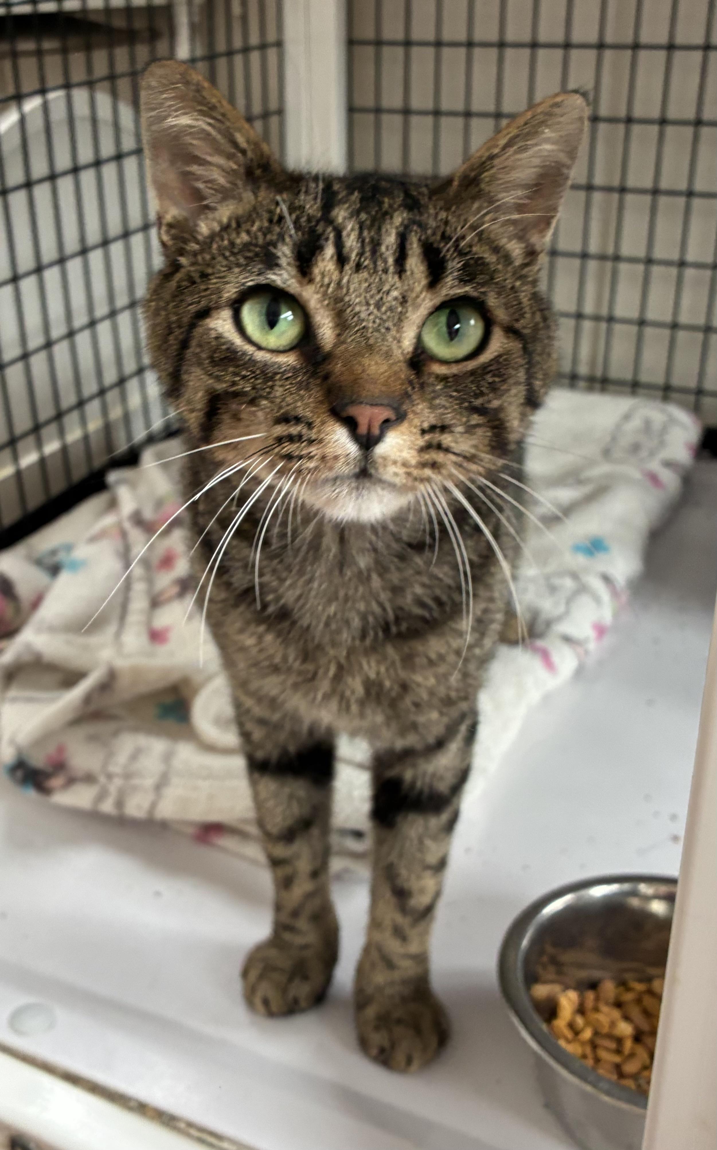 D-fense (FIV), an adopted Domestic Short Hair in Breinigsville, PA image 2/2