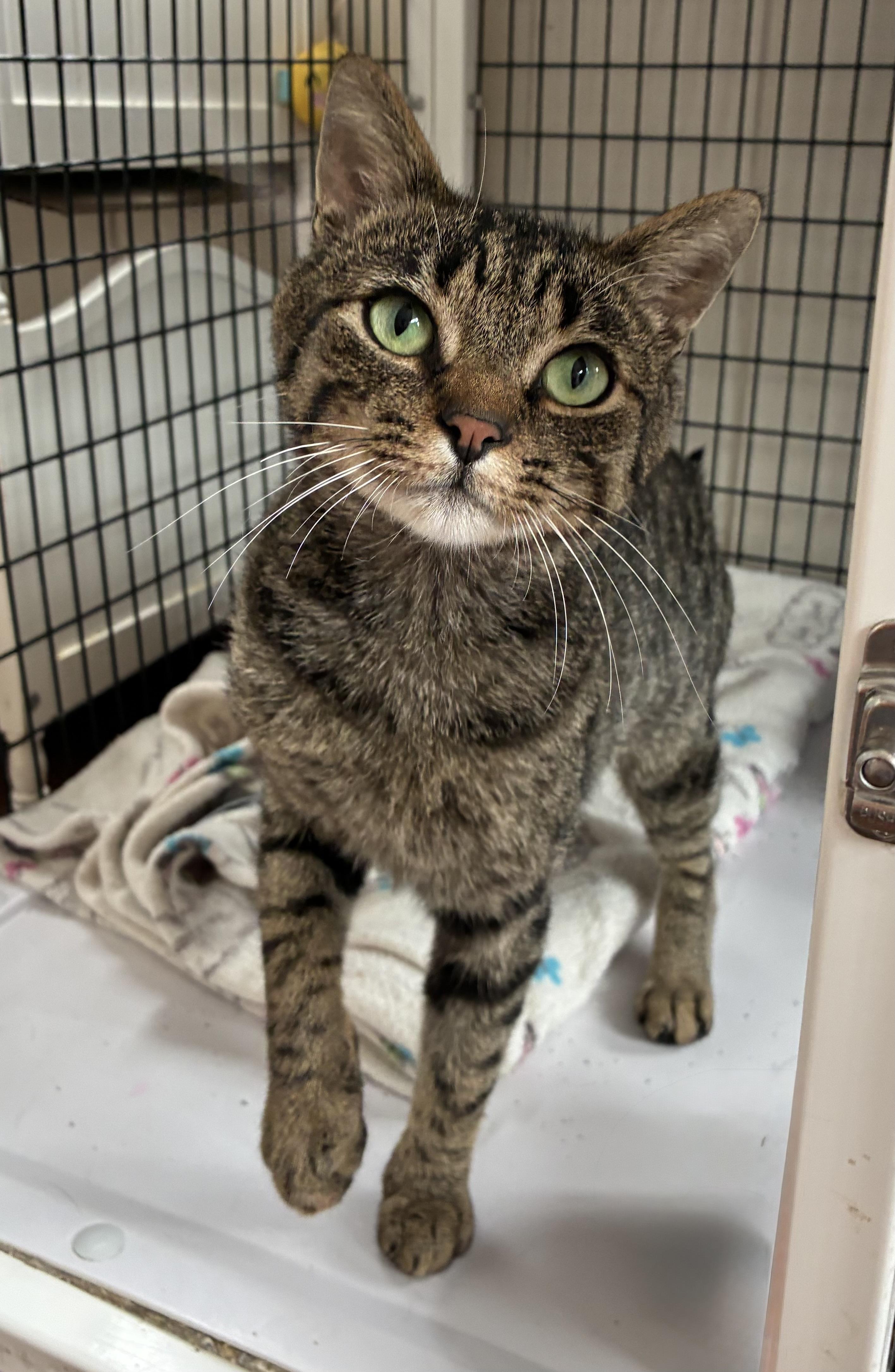 D-fense (FIV), adopted, Adult Male Domestic Short Hair.