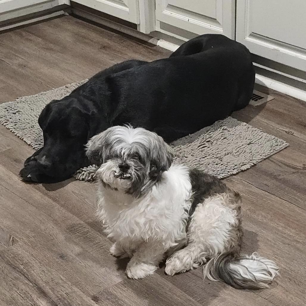 Hope, Adoptable, Senior Female Lhasa Apso.