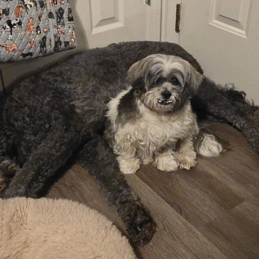 Enlarge Hope, a Adoptable Lhasa Apso in Shawnee, KS image 2/6