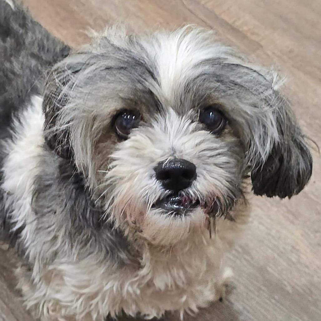 Enlarge Hope, a Adoptable Lhasa Apso in Shawnee, KS image 3/6
