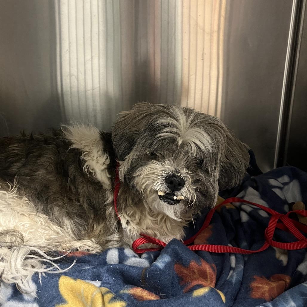 Enlarge Hope, a Adoptable Lhasa Apso in Shawnee, KS image 4/6