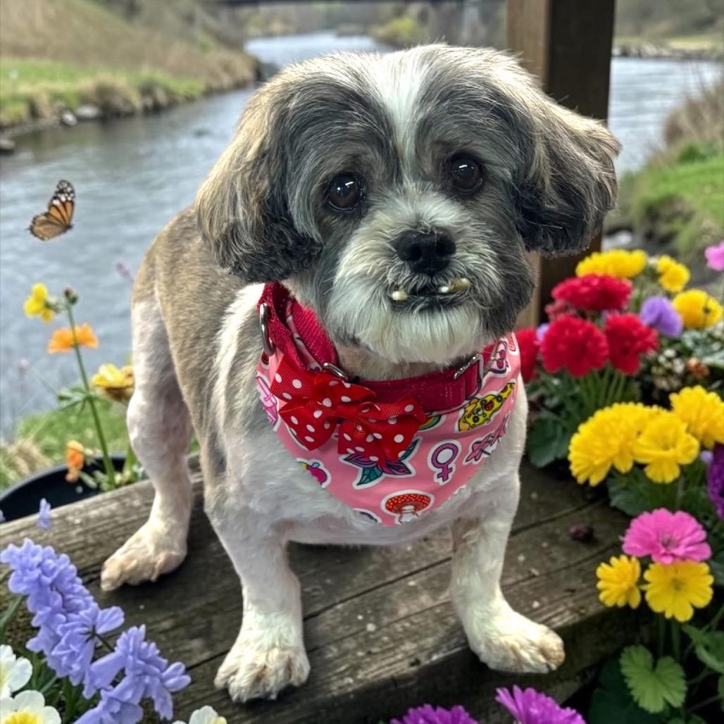 Enlarge Hope, a Adoptable Lhasa Apso in Shawnee, KS image 5/6