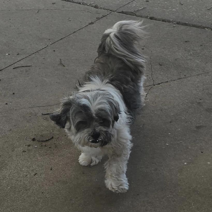 Enlarge Hope, a Adoptable Lhasa Apso in Shawnee, KS image 6/6