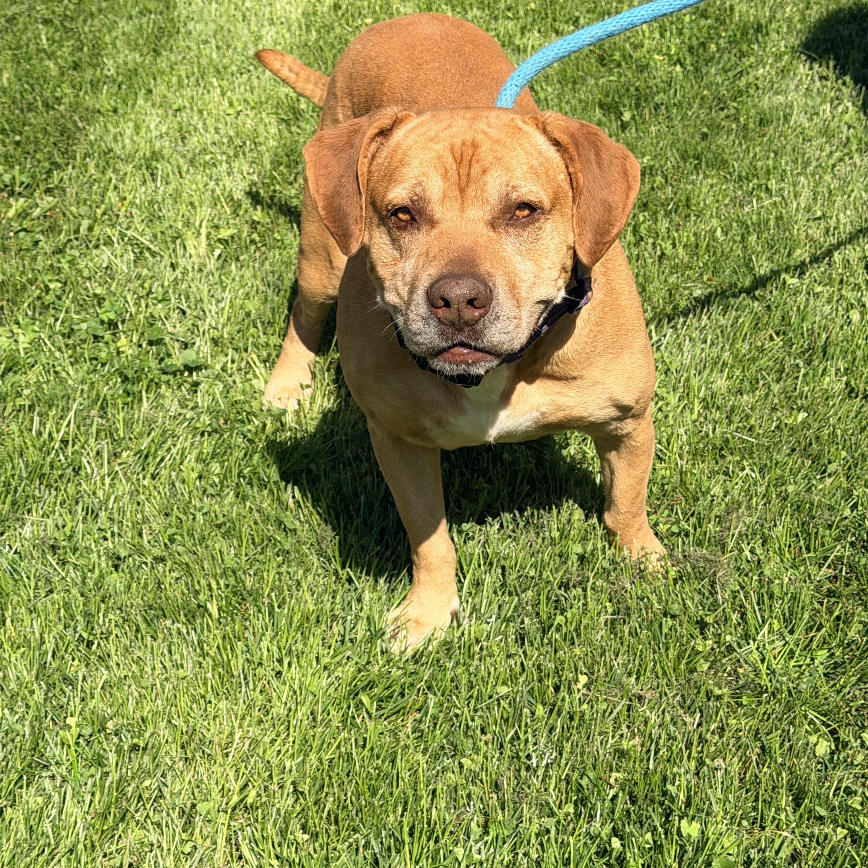 Brach, ADOPTABLE, Adult Male Pit Bull Terrier.