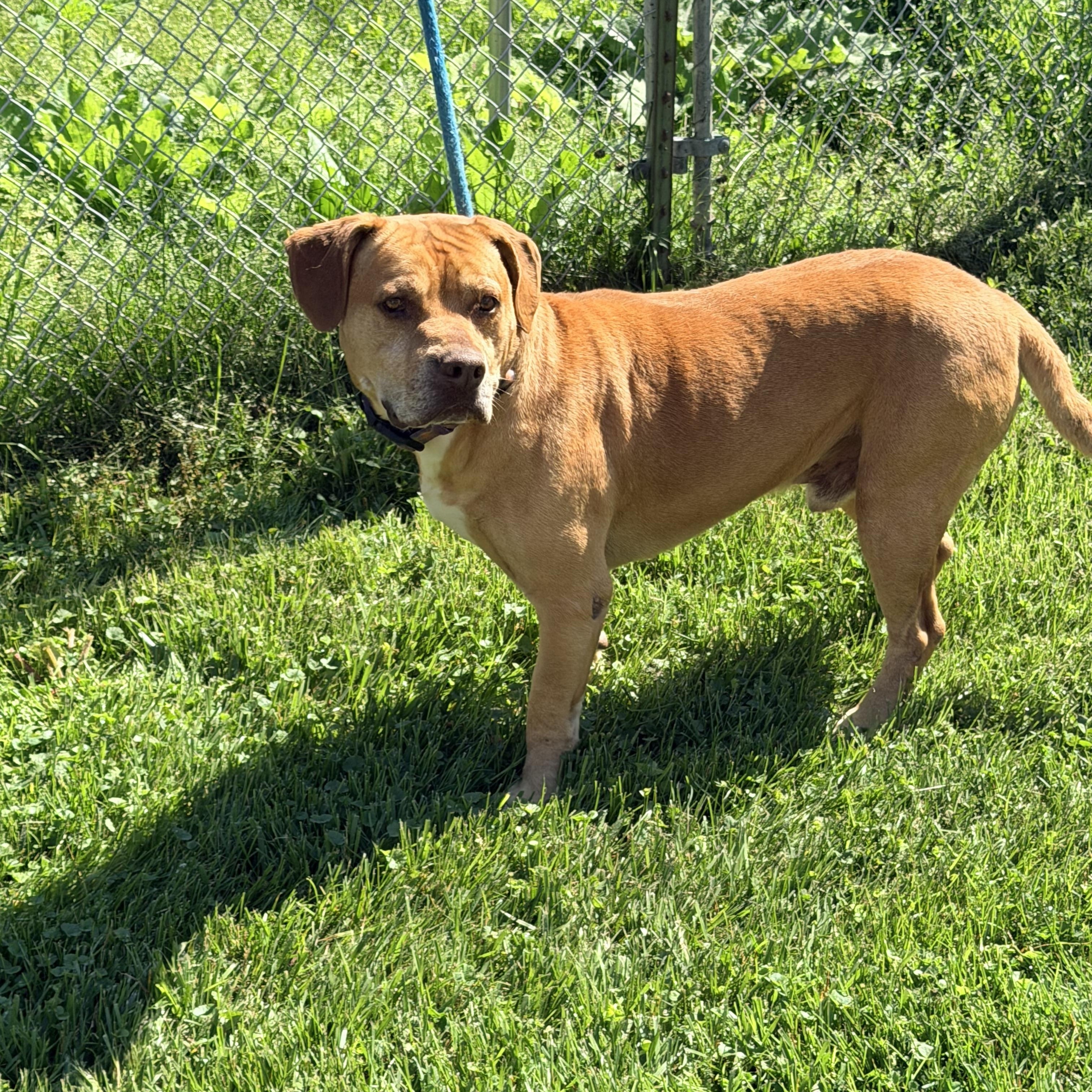Enlarge Brach, a ADOPTABLE mixed breed in Logan, OH image 2/2