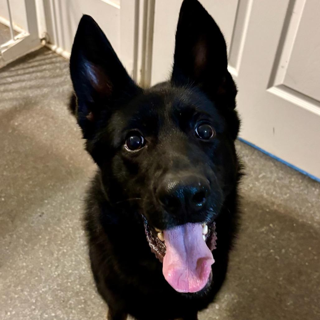 Mystic, Adoptable, Adult Female German Shepherd Dog.