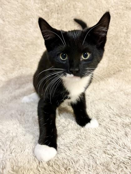 Faith, Adoptable, Young Female Domestic Short Hair & Domestic Short Hair.