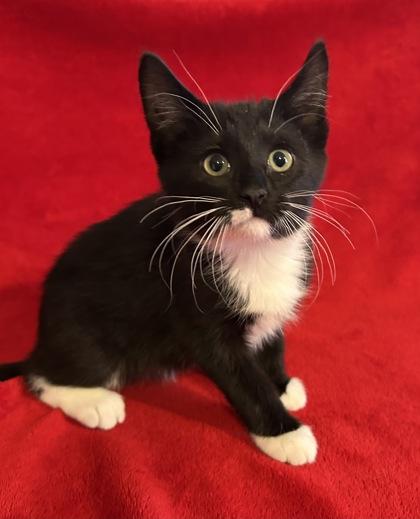 Enlarge Faith, a Adoptable mixed breed in Romeoville, IL image 2/3