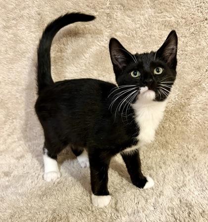 Enlarge Faith, a Adoptable mixed breed in Romeoville, IL image 3/3