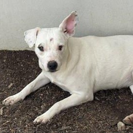 Enlarge Bailey, a ADOPTABLE mixed breed in The Colony, TX image 2/3