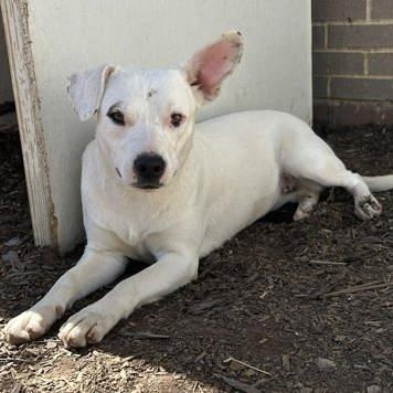 Enlarge Bailey, a ADOPTABLE mixed breed in The Colony, TX image 2/5