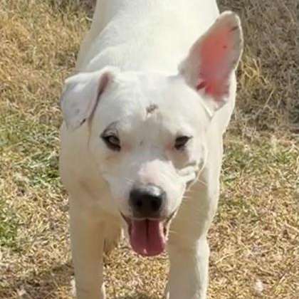 Enlarge Bailey, a ADOPTABLE mixed breed in The Colony, TX image 3/3