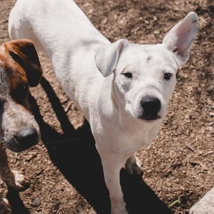 Enlarge Bailey, a ADOPTABLE mixed breed in The Colony, TX image 3/5