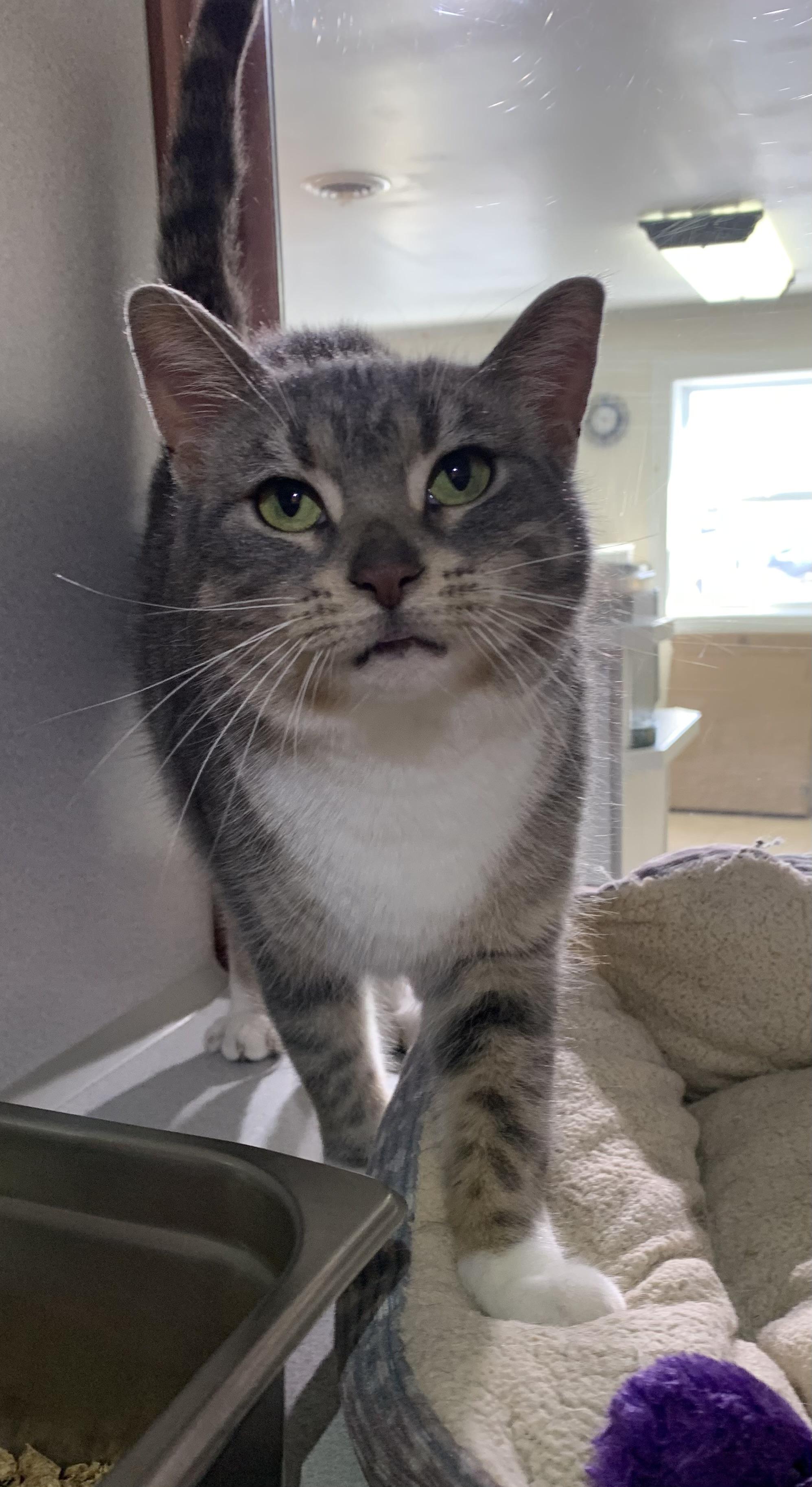 Enlarge Tootsie, a ADOPTABLE mixed breed in Massena, NY image 2/2