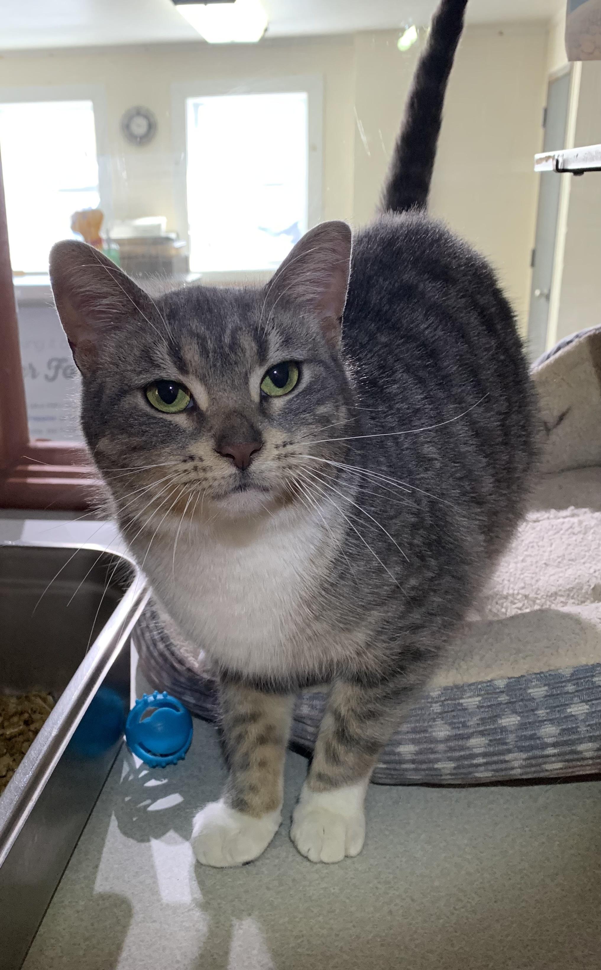 Tootsie, ADOPTABLE, Adult Female Domestic Short Hair.