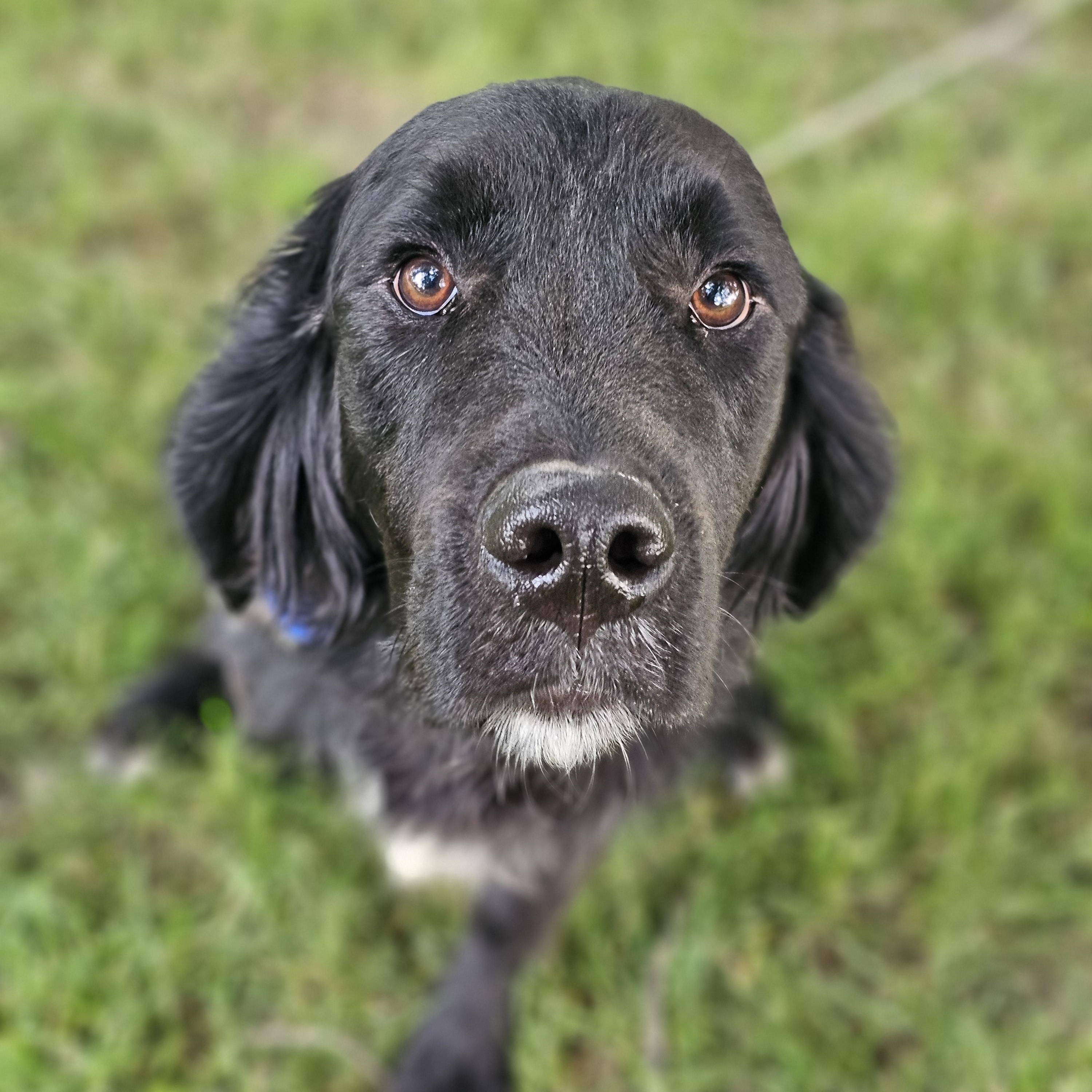 Enlarge Lucas, an adopted mixed breed in O Fallon, IL image 5/6