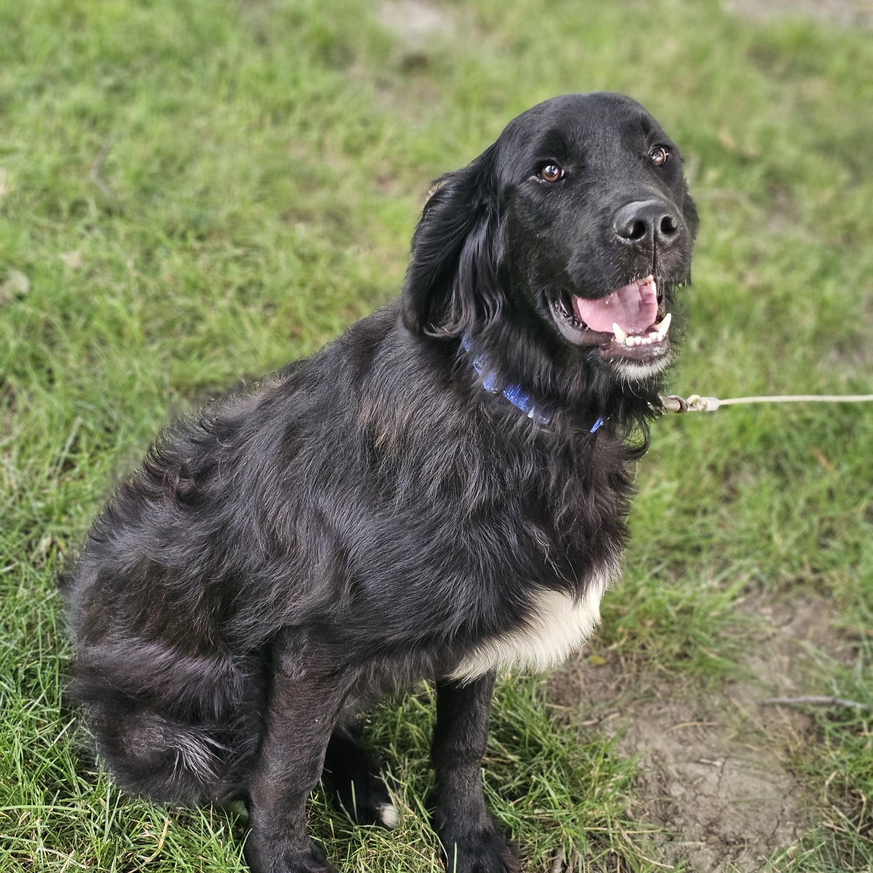 Enlarge Lucas, an adopted mixed breed in O Fallon, IL image 3/6