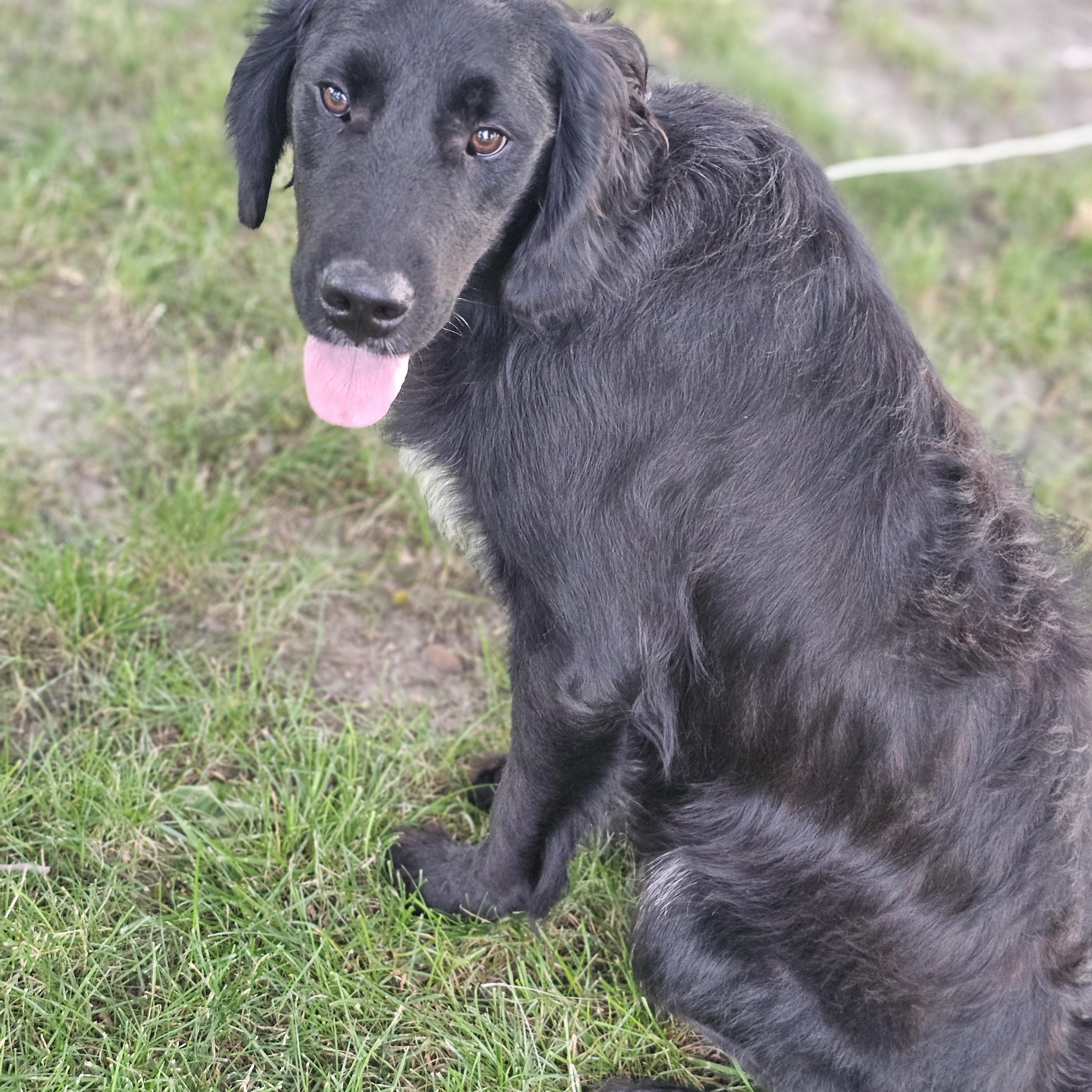 Enlarge Lucas, an adopted mixed breed in O Fallon, IL image 4/6