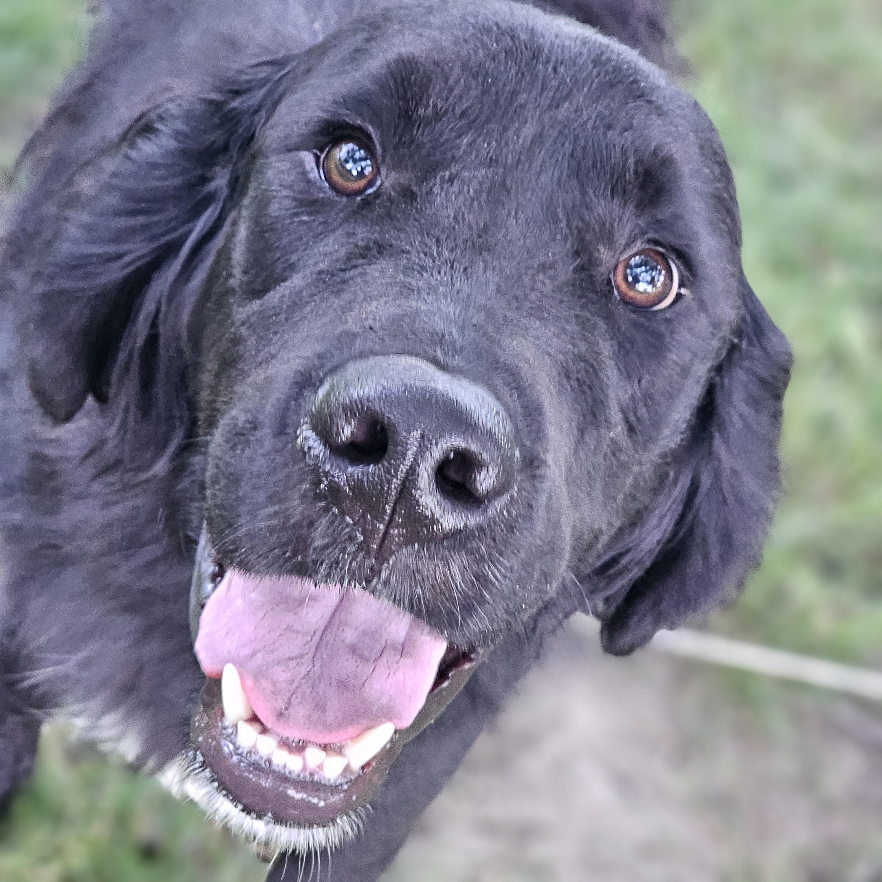 Lucas, adopted, Young Male Flat-Coated Retriever.