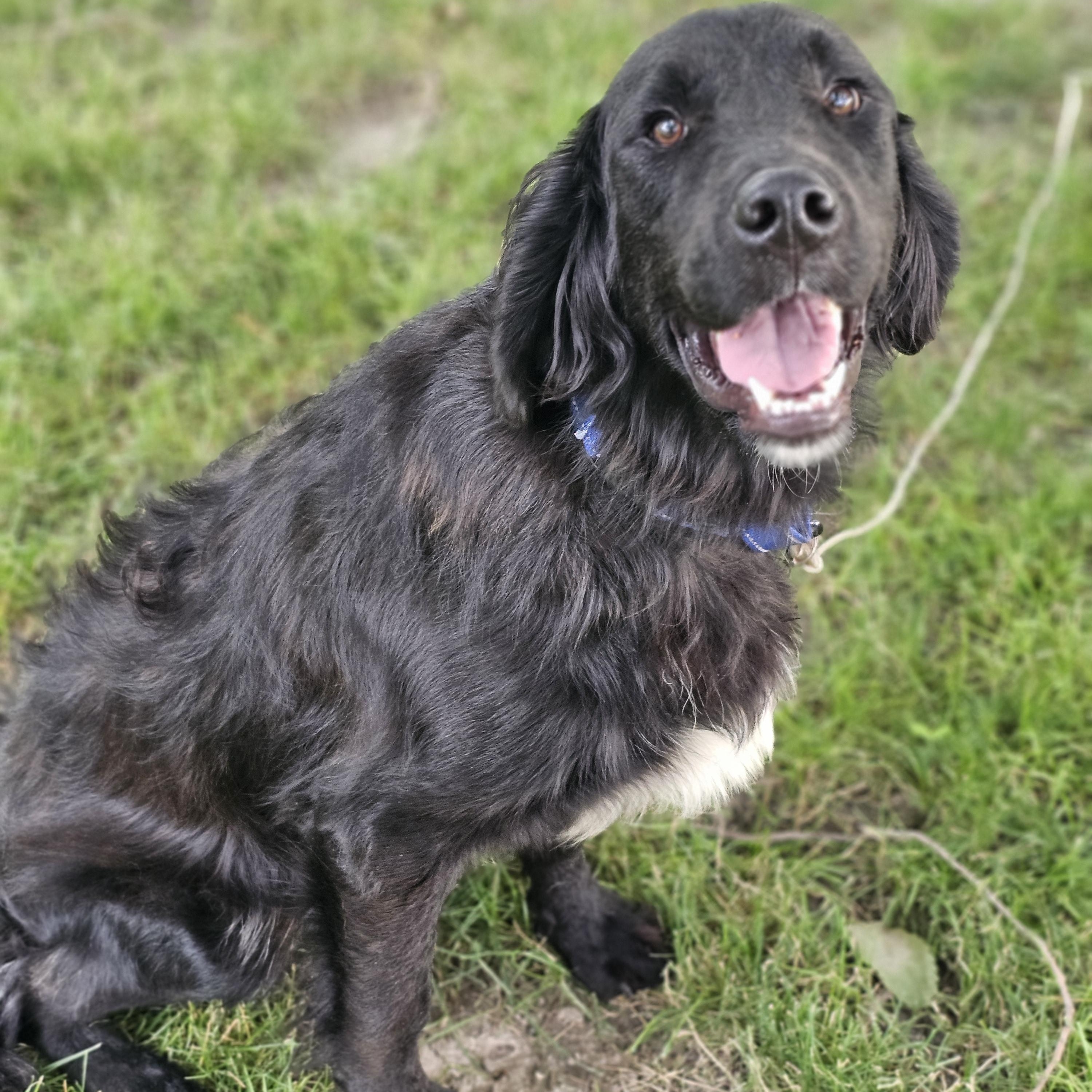 Enlarge Lucas, an adopted mixed breed in O Fallon, IL image 2/6