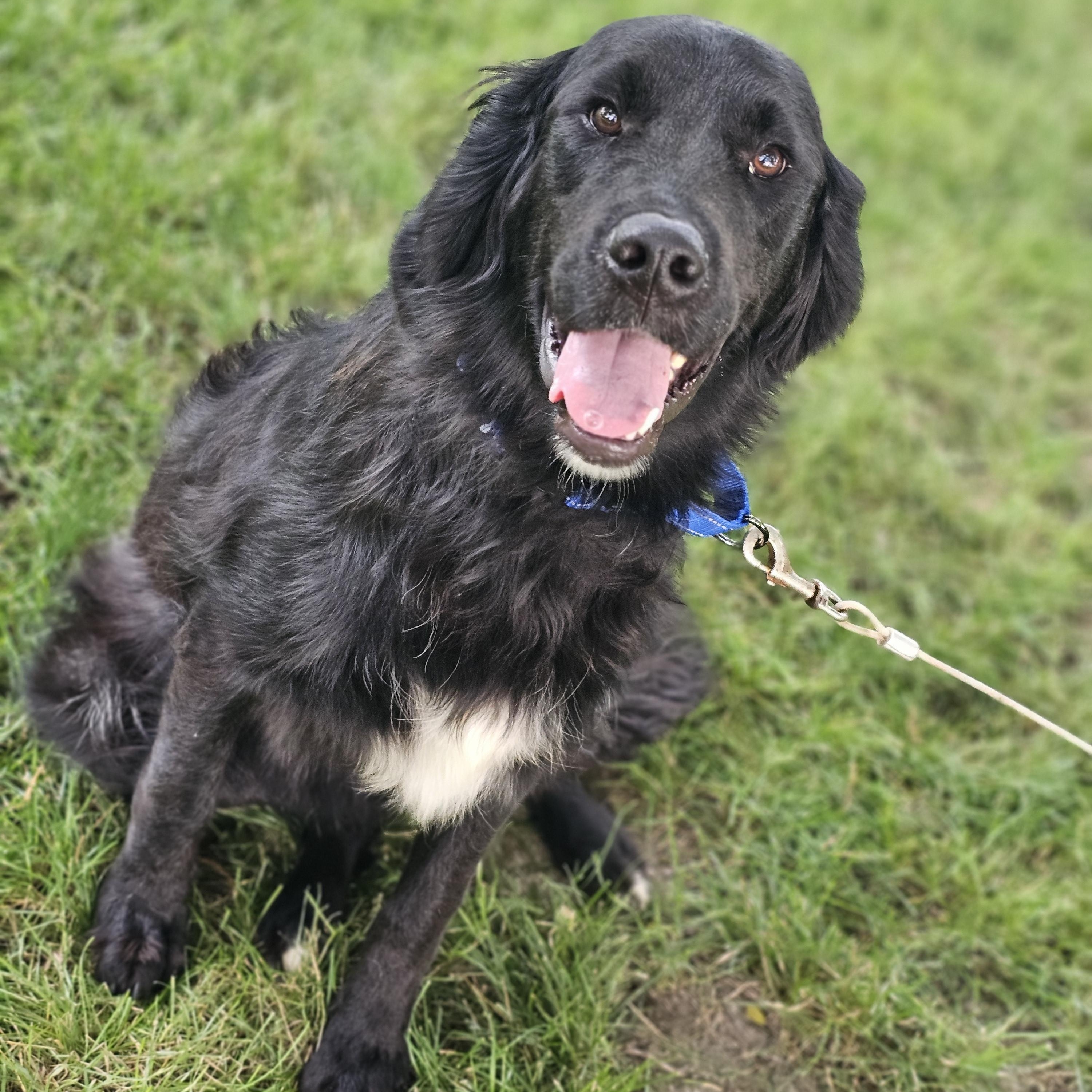 Enlarge Lucas, an adopted mixed breed in O Fallon, IL image 6/6