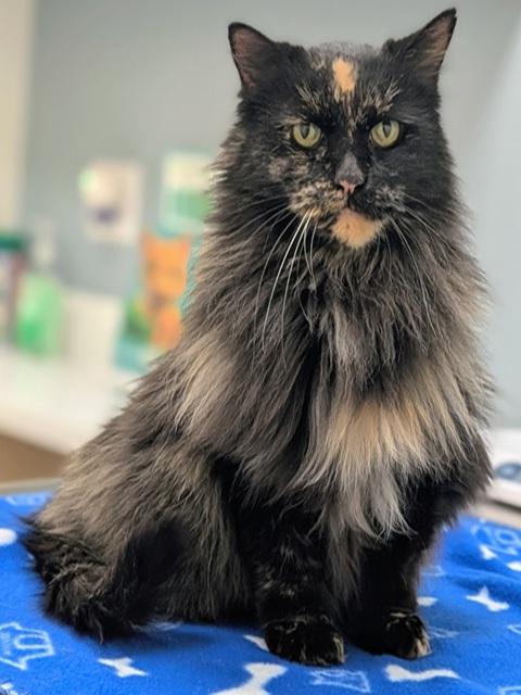 Enlarge Brownie, a ADOPTABLE Domestic Long Hair in Denver, CO image 3/3
