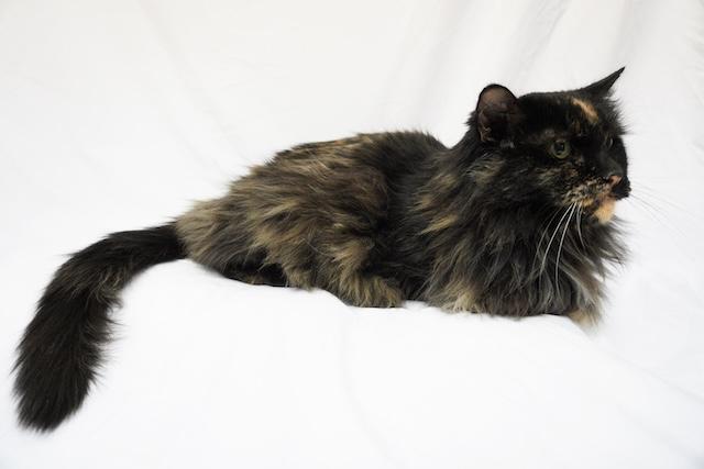 Enlarge Brownie, a ADOPTABLE Domestic Long Hair in Denver, CO image 2/3