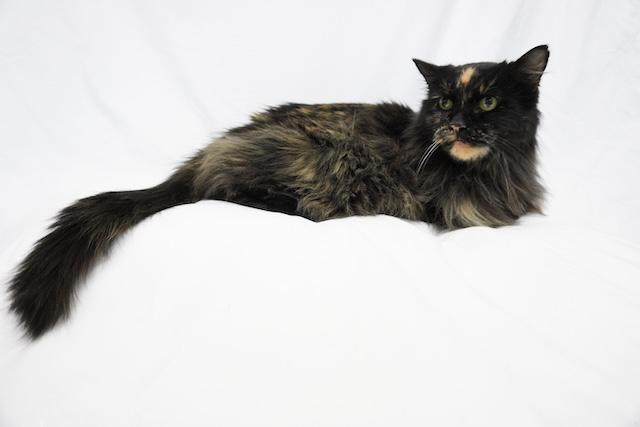 Brownie, ADOPTABLE, Adult Female Domestic Long Hair.