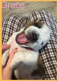 Grace, Adoptable, Puppy Female American Bulldog & Shepherd.