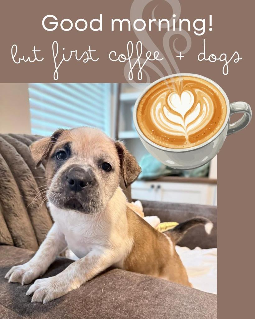 Enlarge Grace, a Adoptable mixed breed in Mesa, AZ image 2/2