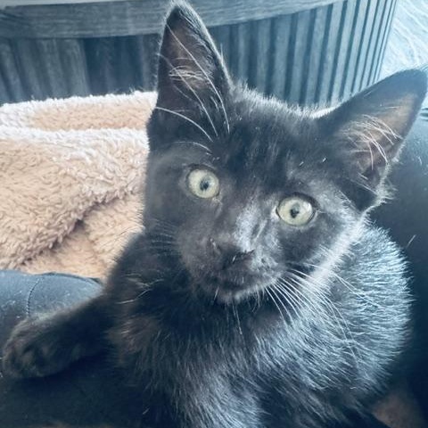 Enlarge Victoria (bonded with Darjeeling), a ADOPTABLE Domestic Short Hair in Chicago, IL image 1/3