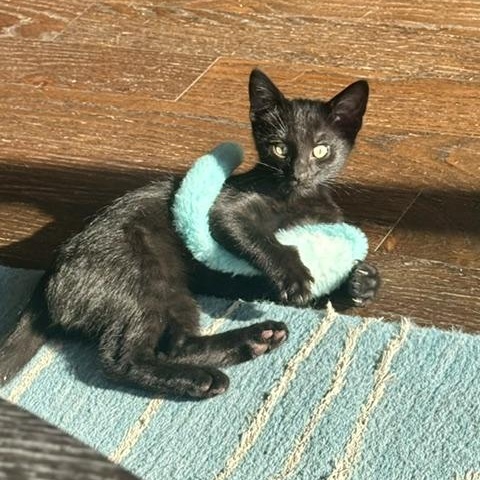 Enlarge Victoria (bonded with Darjeeling), a ADOPTABLE Domestic Short Hair in Chicago, IL image 2/3