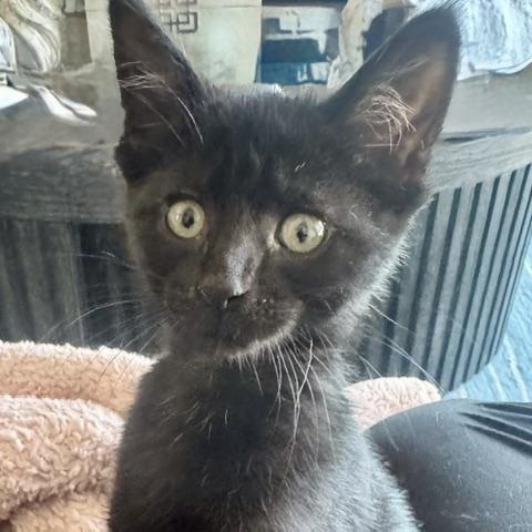 Enlarge Victoria (bonded with Darjeeling), a ADOPTABLE Domestic Short Hair in Chicago, IL image 3/3
