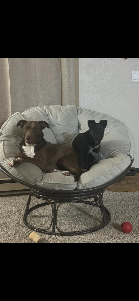 Lola, Adoptable, Young Female Mixed Breed.