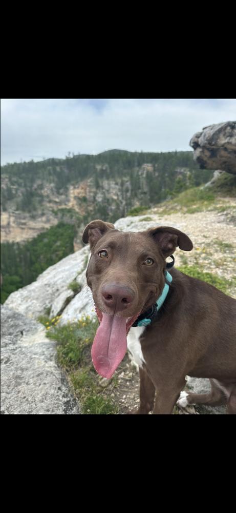 Enlarge Lola, a Adoptable mixed breed in Rapid City, SD image 2/5