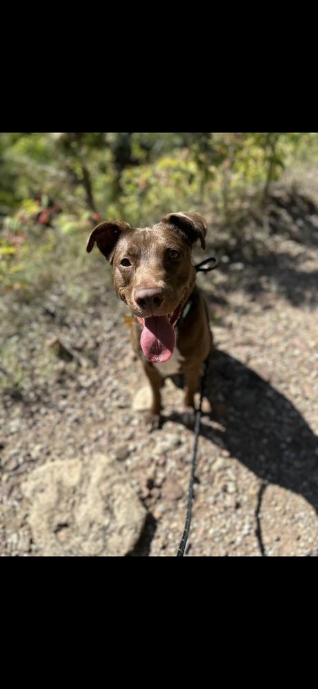 Enlarge Lola, a Adoptable mixed breed in Rapid City, SD image 3/5