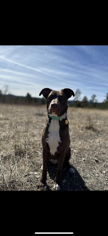 Enlarge Lola, a Adoptable mixed breed in Rapid City, SD image 4/5