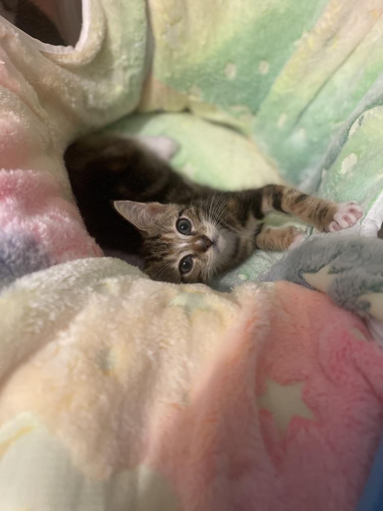 Lisa, Adoptable, Kitten Female Domestic Short Hair.