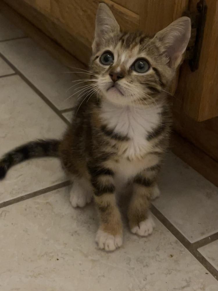 Lisa, a Adoptable Domestic Short Hair in Salisbury, NC image 2/4