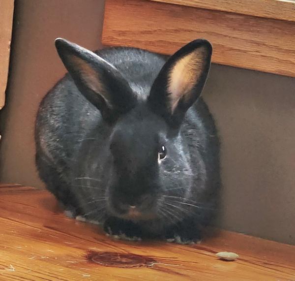 Enlarge Gimli, a Adoptable mixed breed in Kalamazoo, MI image 2/4